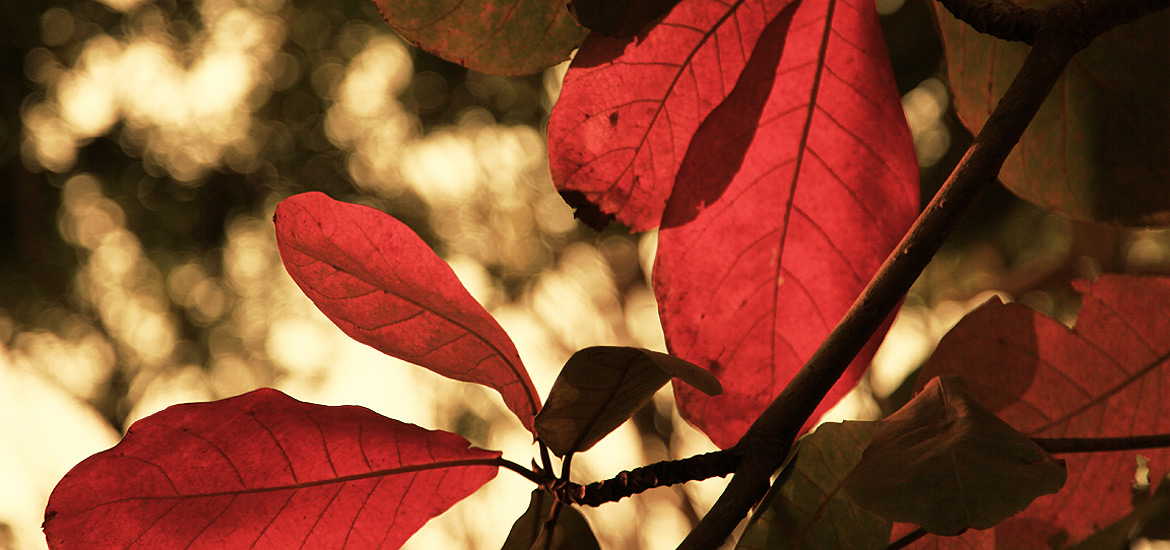 骚扰电话呼叫软件